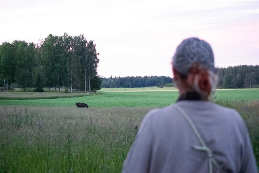 Moose safari with campfire dinner from Helsinki - What a moose sighting is really like