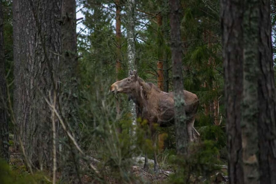 Moose safari with campfire dinner from Helsinki - Is $159 a fair price?