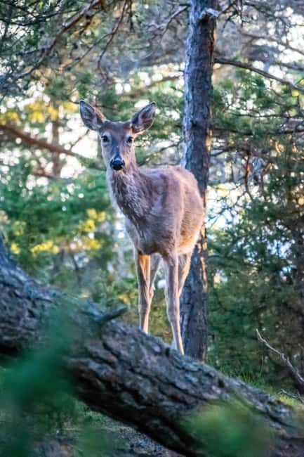 Moose safari with campfire dinner from Helsinki - Who should book this outing?