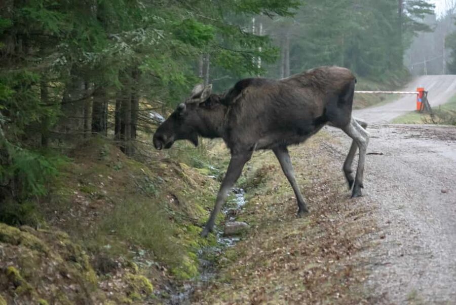 Moose safari with campfire dinner from Helsinki - Timing, weather, and practical details