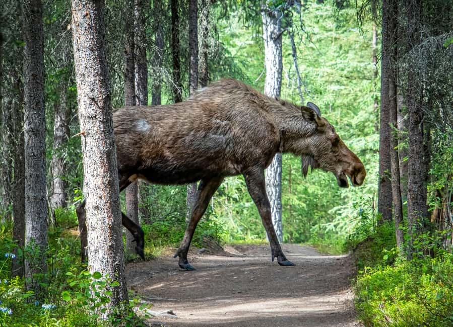 Moose safari with campfire dinner from Helsinki - The final call: should you book?