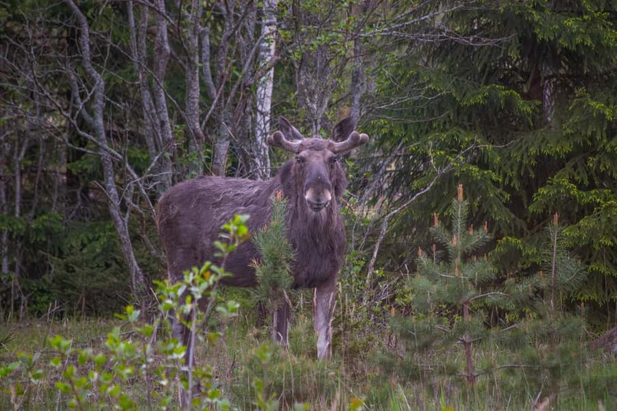 Moose safari with campfire dinner from Helsinki - A one-hour Finnish campfire stop