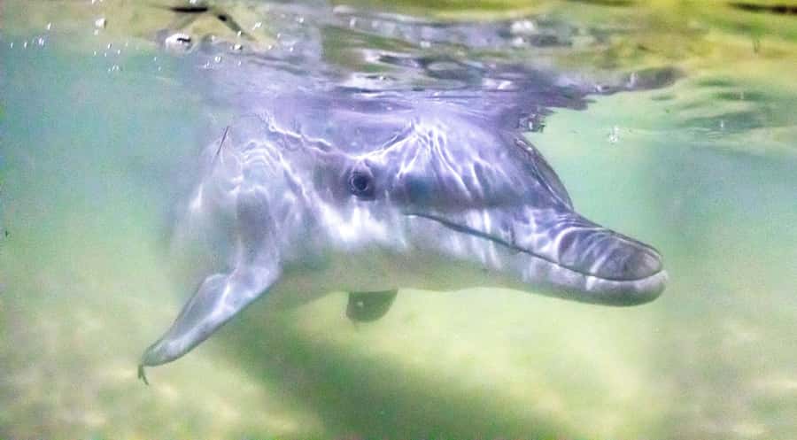 Moreton Island: Tangalooma Desert Safari and Dolphin Feeding - A resort day instead of a boat-only excursion