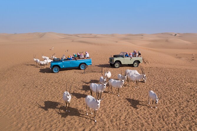 Morning Falconry & Nature Desert Safari with Transfers from Dubai - The camel ride: a short taste, not a trek