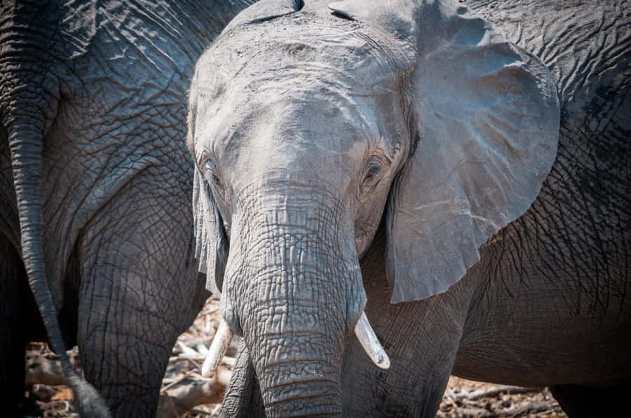 Mosi oa Tunya Game Drive and Rhino Walking Safari - Key points to know before booking