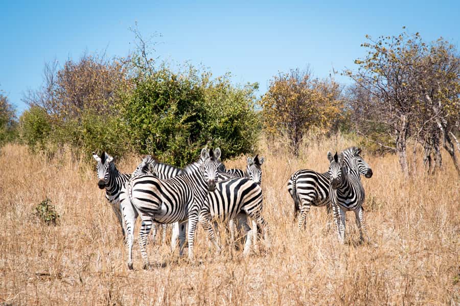 Mosi oa Tunya Game Drive and Rhino Walking Safari - Why the rhino walk matters