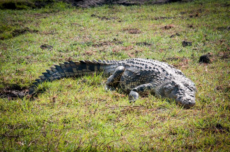 Mosi oa Tunya Game Drive and Rhino Walking Safari - A small park with a clear purpose