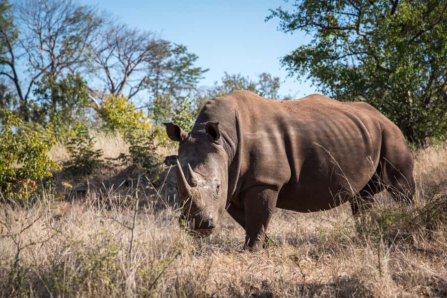 Mosi oa Tunya Game Drive and Rhino Walking Safari - The 30-minute break beside the river