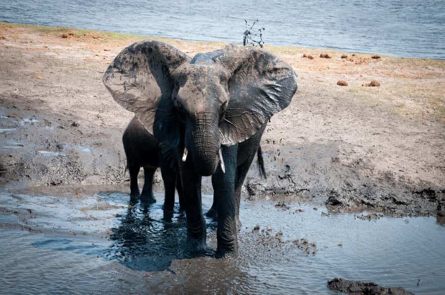 Mosi oa Tunya Game Drive and Rhino Walking Safari - How the timing works from pickup to return