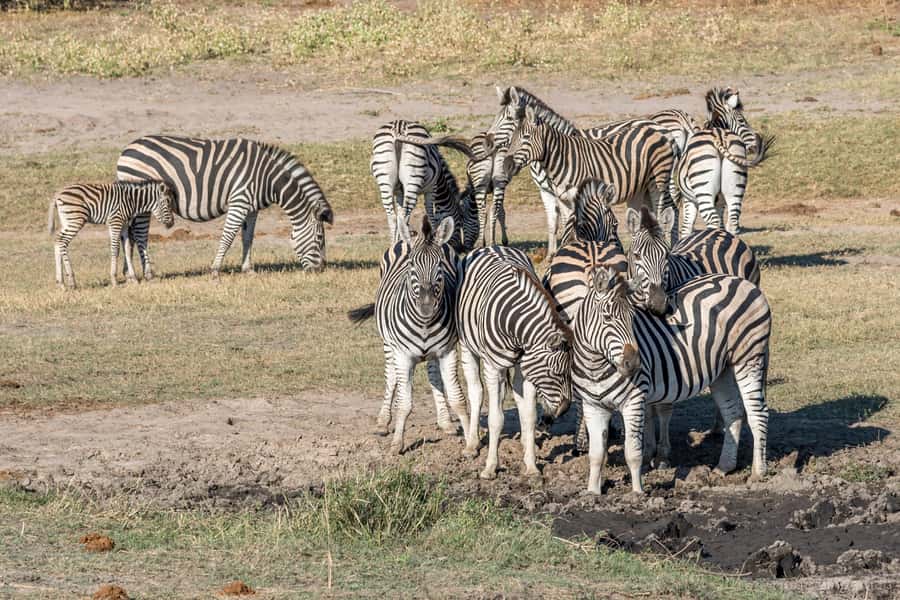 Mosi oa Tunya Game Drive and Rhino Walking Safari - Is $75 a fair price?