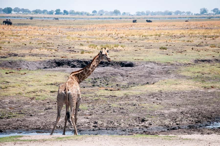 Mosi oa Tunya Game Drive and Rhino Walking Safari - Who will enjoy this safari most