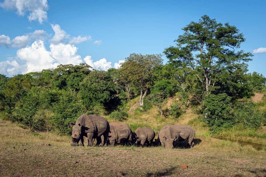 Mosi oa Tunya Game Drive and Rhino Walking Safari - Should you book the Mosi-oa-Tunya rhino safari?