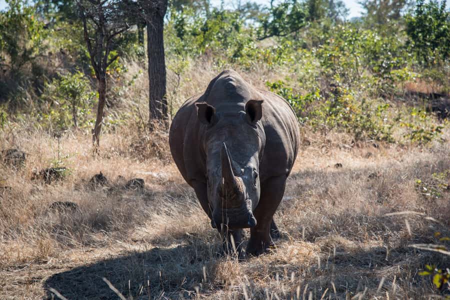 Mosi oa Tunya Game Drive and Rhino Walking Safari - Following the Zambezi by open 4x4