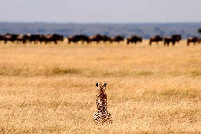 Multi-Day Camping Safari Experience in Arusha - Day one: Tarangire’s elephants and baobabs