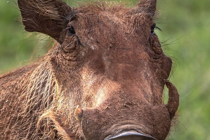 Multi-Day Camping Safari Experience in Arusha - Day four: sunrise in Serengeti and the road to Ngorongoro