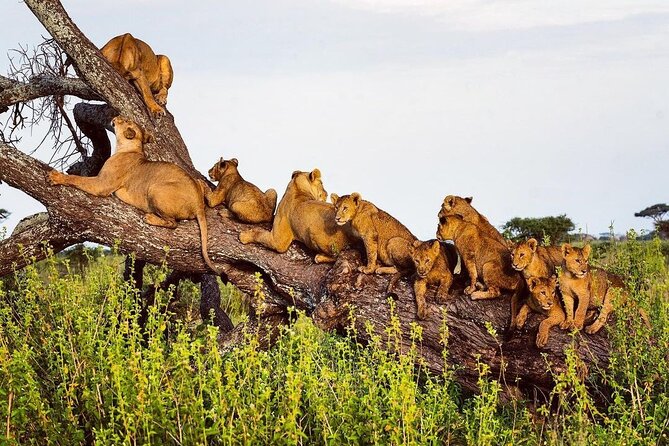 Multi-Day Camping Safari Experience in Arusha - Day five: inside Ngorongoro Crater
