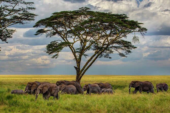 Multi-Day Camping Safari Experience in Arusha - Days two and three: following the herds at Ndutu