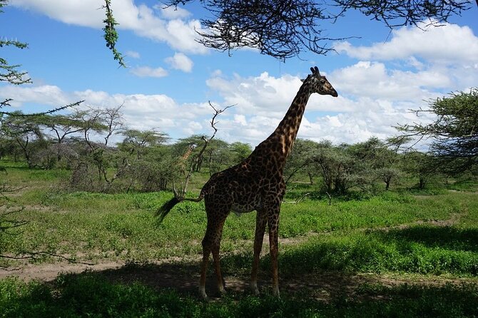 Multi-Day Tanzania Odssey Safari from Arusha - Day three: a full day inside Ngorongoro Crater