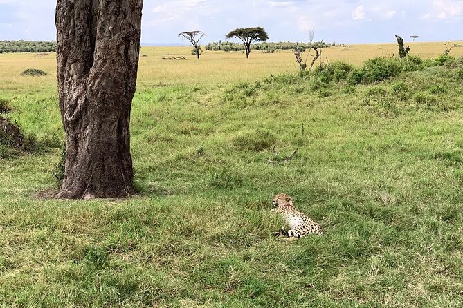 Multi-Day Tanzania Odssey Safari from Arusha - Days five and six: the northern Serengeti and Mara River