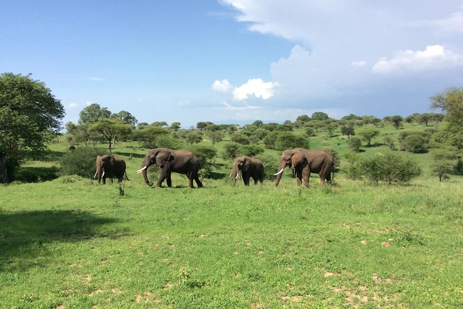 Multi-Day Tanzania Odssey Safari from Arusha - The return from Kogatende Airstrip