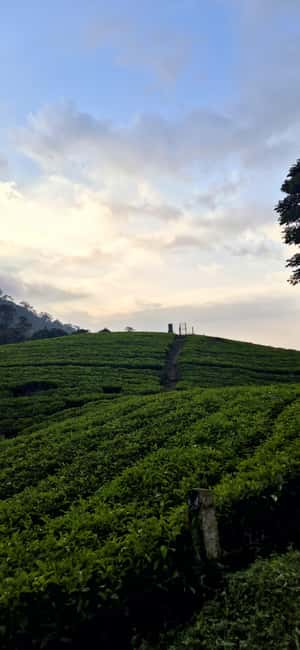 Munnar: Anakulam Jeep Safari with Waterfall and Elephant - Key points to know before you book