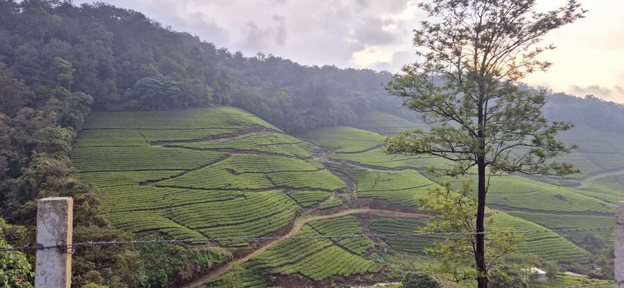 Munnar: Anakulam Jeep Safari with Waterfall and Elephant - Waiting at Anakulam Wild Elephant Viewpoint
