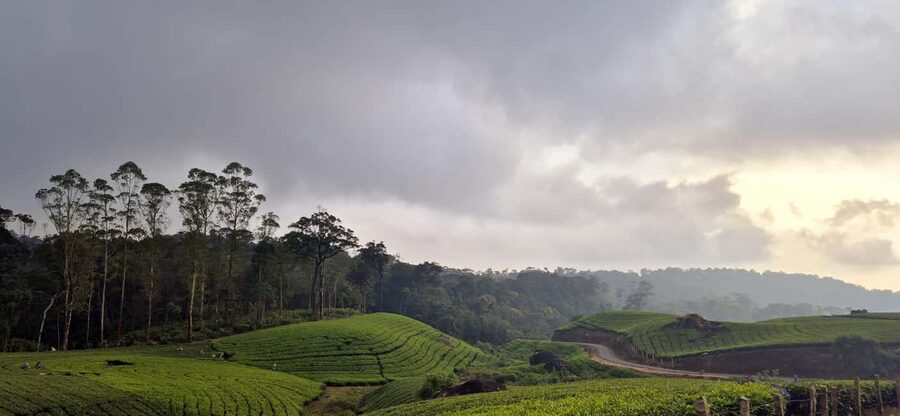 Munnar: Anakulam Jeep Safari with Waterfall and Elephant - Tiger Cave is interesting, but manage your expectations