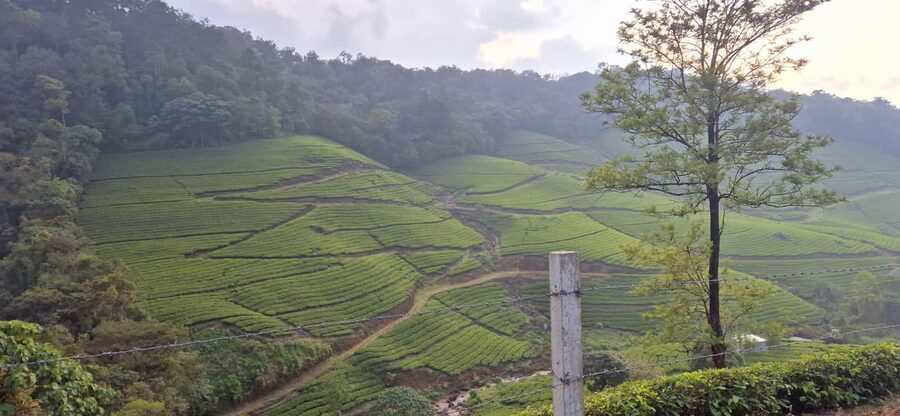 Munnar: Anakulam Jeep Safari with Waterfall and Elephant - River crossings make the final approach more adventurous
