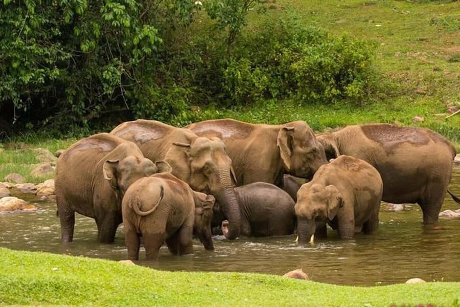 Munnar: Anakulam Jeep Safari with Waterfall and Elephant - The jeep ride gives you Munnar beyond the main roads