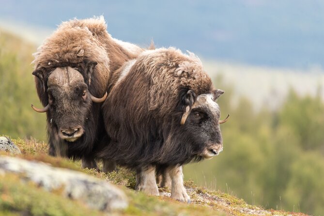 Musk ox Safari in Dovrefjell National Park, Oppdal Safari - Why Dovrefjell is the right place for a musk ox walk