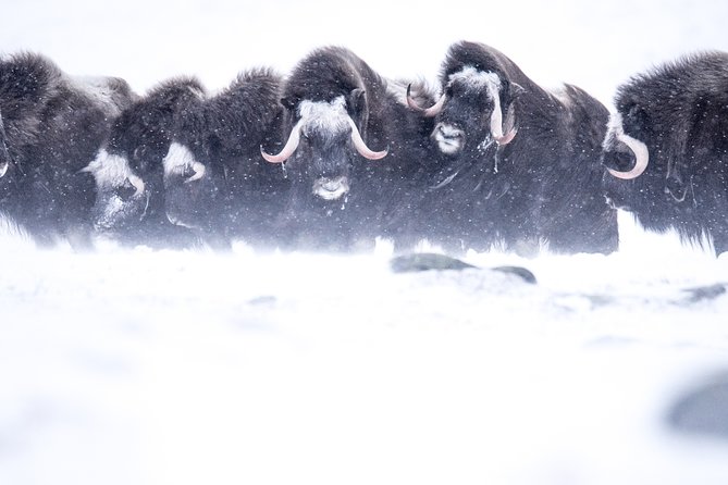 Musk ox Safari in Dovrefjell National Park, Oppdal Safari - The long search through Dovrefjell