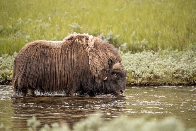 Musk ox Safari in Dovrefjell National Park, Oppdal Safari - Watching musk ox without disturbing them