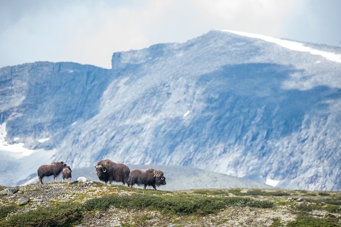 Musk ox Safari in Dovrefjell National Park, Oppdal Safari - Guides who make the walk worthwhile