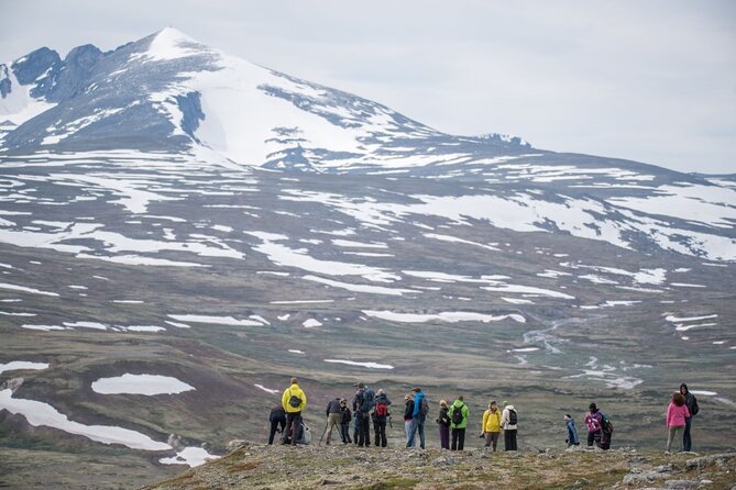 Musk ox Safari in Dovrefjell National Park, Oppdal Safari - What the $85.57 price gets you