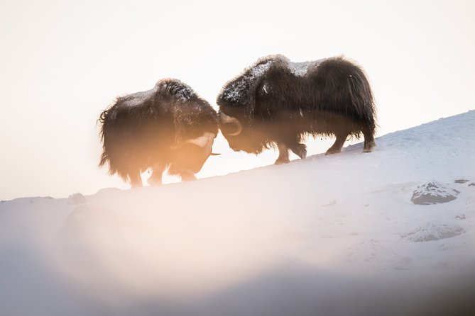 Musk ox Safari in Dovrefjell National Park, Oppdal Safari - Who should book this experience?