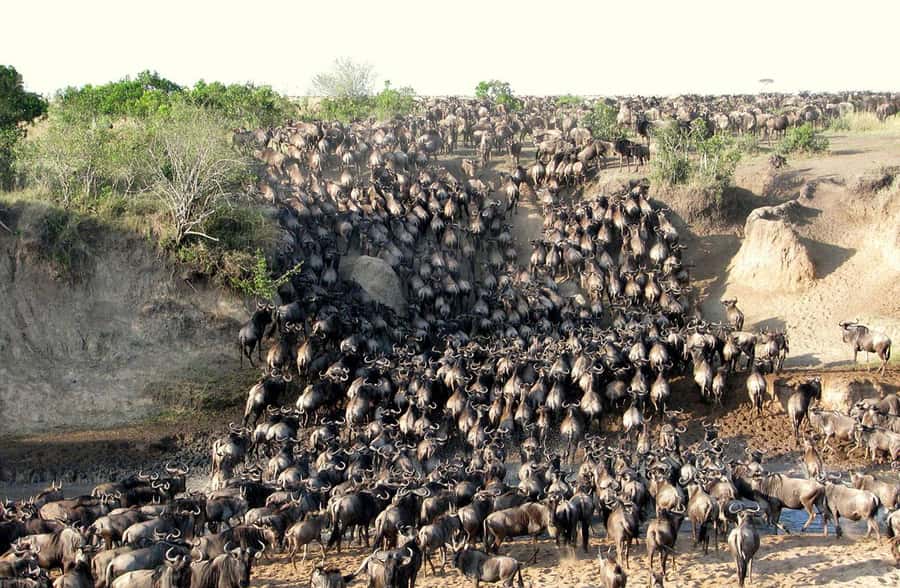 Nairobi: 3-Days 2-Nights Maasai Mara Group Safari in 4x4 - Key points to know before booking