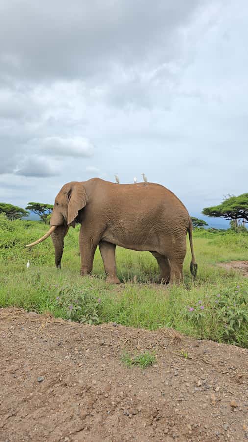 Nairobi: 3-Days 2-Nights Maasai Mara Group Safari in 4x4 - Day 3: A relaxed morning and an optional Maasai visit