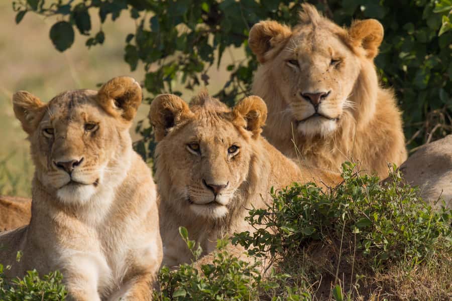 Nairobi: 3-Days 2-Nights Maasai Mara Group Safari in 4x4 - Accommodation, meals, and the practical comforts