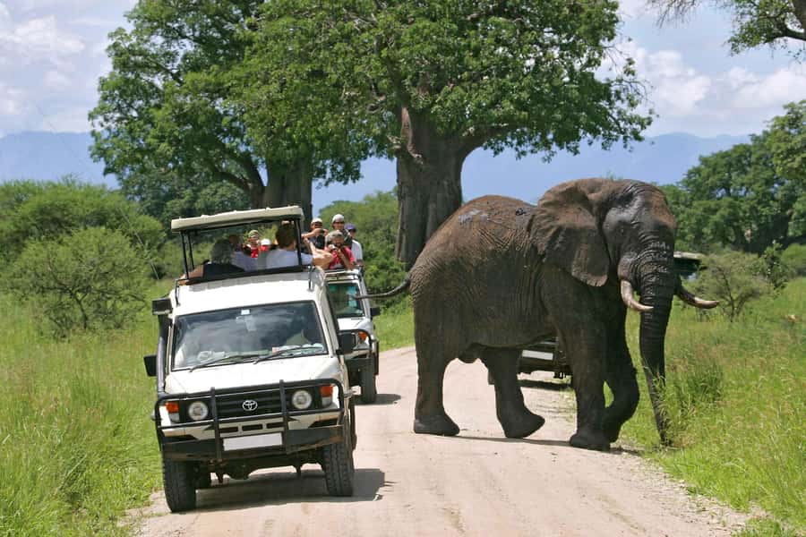 Nairobi: 4-Day Maasai Mara & Lake Nakuru Camping Safari - Day two: a full Maasai Mara game drive and the Mara River