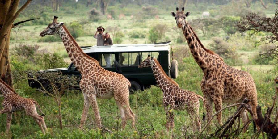 Nairobi: 4-Day Maasai Mara & Lake Nakuru Camping Safari - Day four: rhinos, flamingos, and the road back to Nairobi