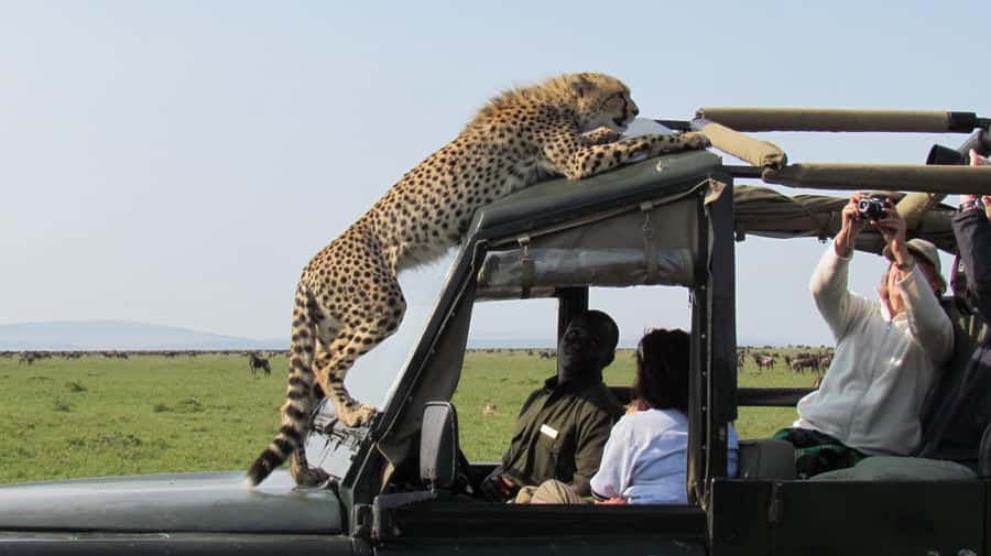 Nairobi: 4-Day Maasai Mara & Lake Nakuru Camping Safari - Who will get the most from this trip