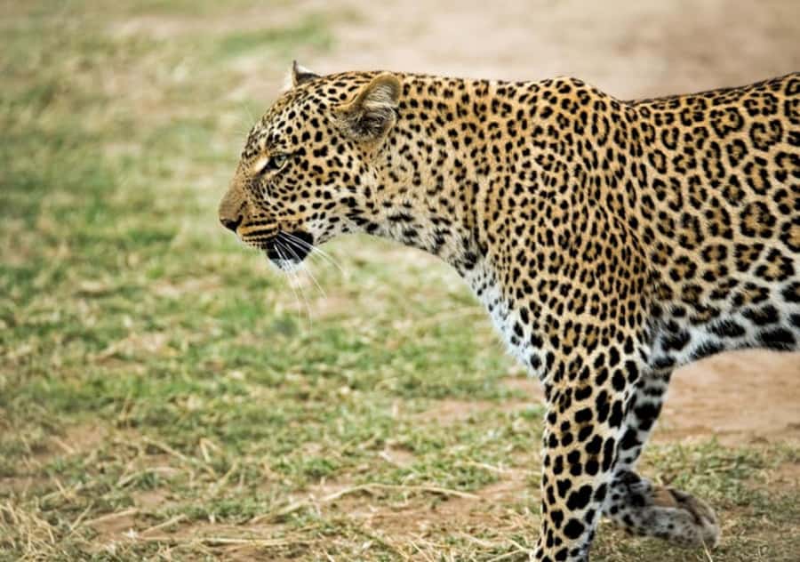Nairobi: 4 Day Masai Mara and Lake Nakuru Camping Safari - Key points before you book