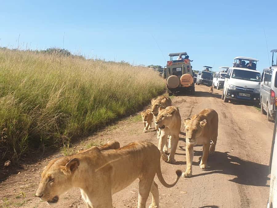 Nairobi: 4 Day Masai Mara and Lake Nakuru Camping Safari - Why this route works in only four days
