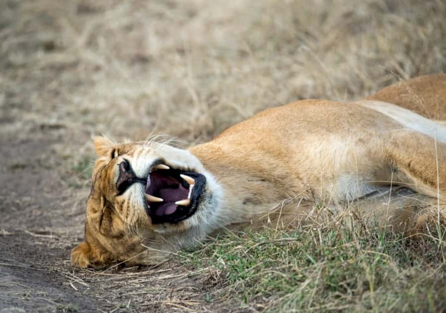 Nairobi: 4 Day Masai Mara and Lake Nakuru Camping Safari - The Mara camp: comfort with a few rough edges