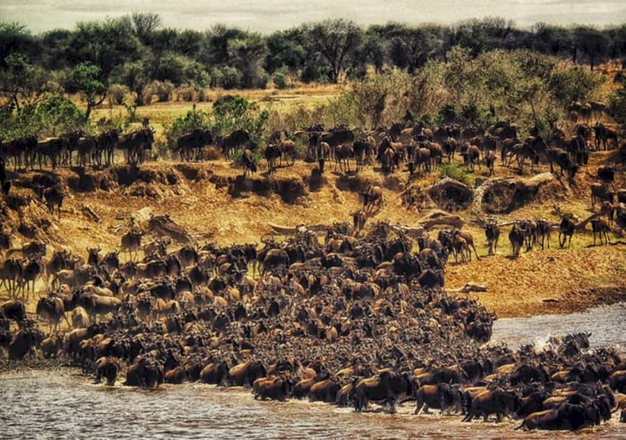 Nairobi: 4 Day Masai Mara and Lake Nakuru Camping Safari - Day 3: Leaving the Mara for Lake Nakuru