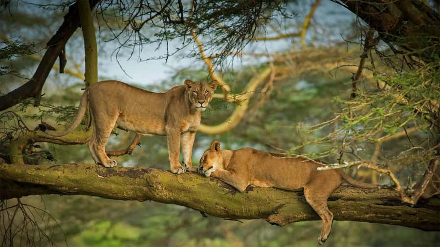 Nairobi: 4 Days Masai Mara & Lake Nakuru 4WD Camping Safari - Key points before you book