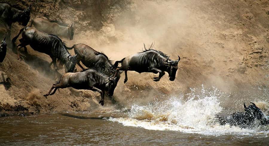 Nairobi: 4 Days Masai Mara & Lake Nakuru 4WD Camping Safari - What this four-day Kenya safari really offers
