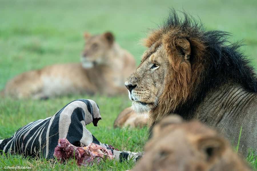 Nairobi: 4 Days Masai Mara & Lake Nakuru 4WD Camping Safari - Two nights in the Masai Mara
