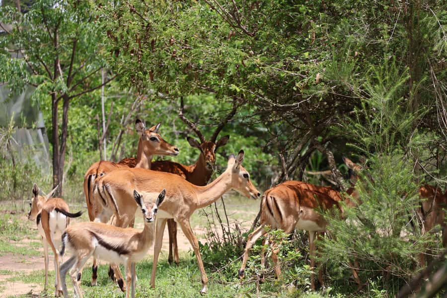 Nairobi: ATV/Quad Bike Wildlife Safari with Transfers & meal - A safari with a throttle instead of a game-drive van