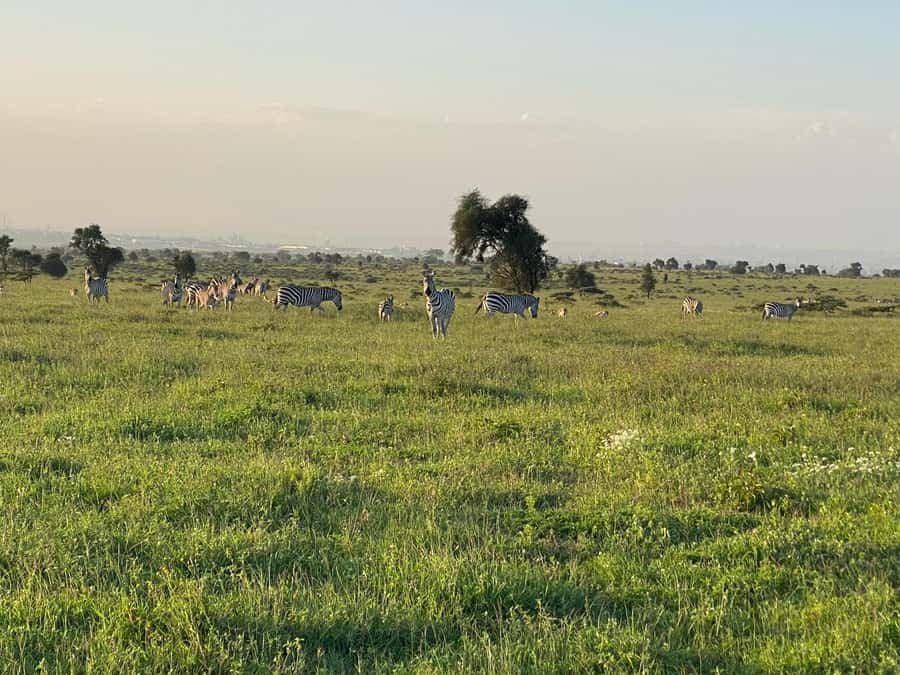 Nairobi: ATV/Quad Bike Wildlife Safari with Transfers & meal - What the $190 price really covers